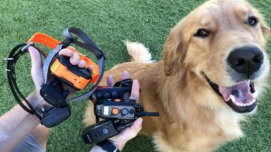 electric-dog-collars:-a-guide-to-choosing-the-right-one